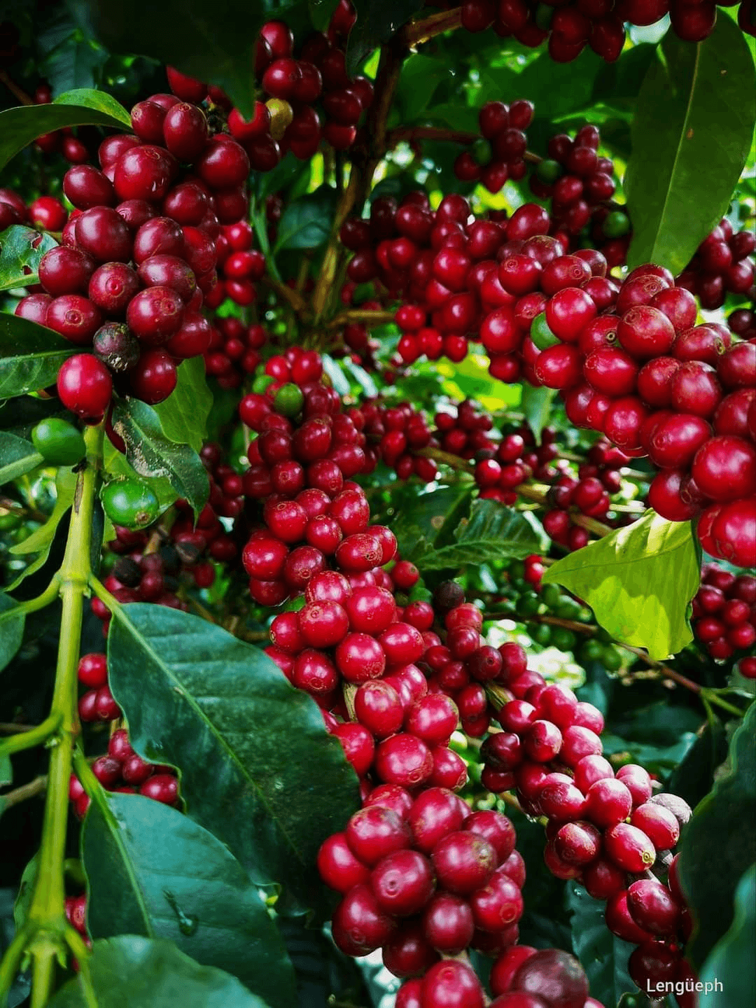 Arabica ripening in the southwestern forest.