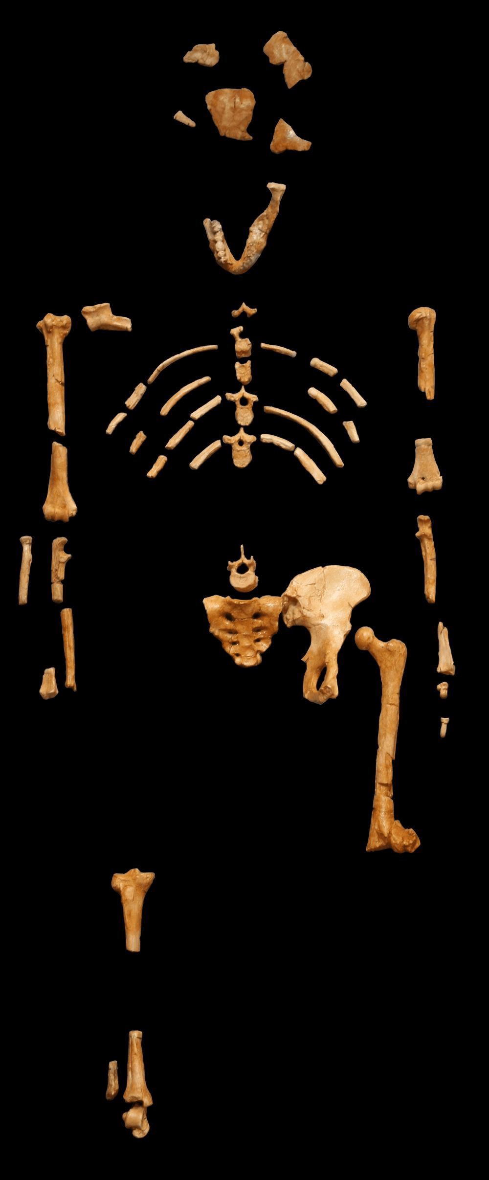 The skeleton the world knows as Lucy.